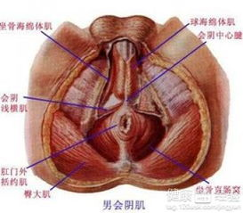 女生必须知道的男生的生理常识_男性如何变大变长