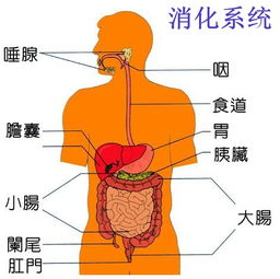 身体专业知识大全总结_医学基础理论知识