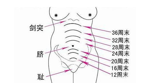 孕期体重_孕妇最容易胖是几个月