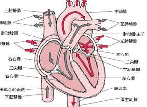 先天性心脏病,先天性心脏病患者注意事项