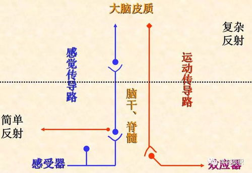 培智运动与保健,儿童社会工作的理论<